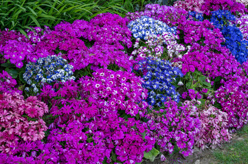 Obraz premium flowers in the garden
