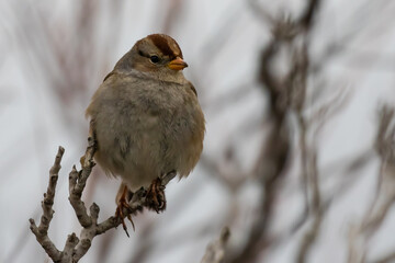 Female White-Crowned Sparrow Relaxes on a Cold Winter Day