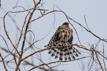 Bedraggled Sharp-Shinned Hawk Dries His Feathers on a Gray Winter Day