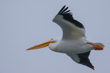 Fototapeta na wymiar American White Pelican in Flight on a Cold Winter Day