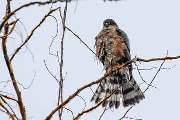 Bedraggled Sharp-Shinned Hawk Dries His Feathers on a Gray Winter Day