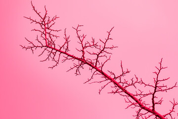 Tree Branch Resembles Branching Blood Vessels