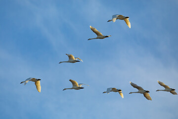 Obraz premium Flock of Trumpeter Swans in Flight in Skagit Valley Winter Light