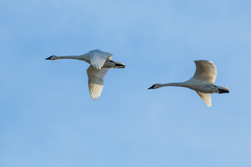 Pair of Trumpeter Swans in Flight in Skagit Valley Winter Light