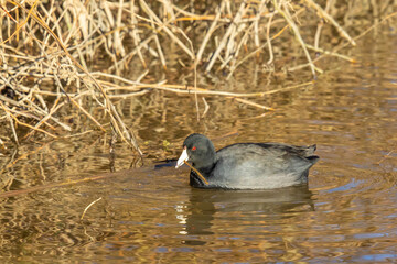 American Coot Munching Unappetizing Looking Marsh Grass