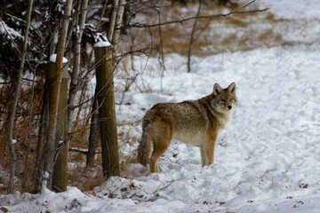 large coyote standing beside treelined fence in winter