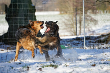 two angry dogs playing in the garden in the snow