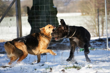 two angry dogs playing in the garden in the snow