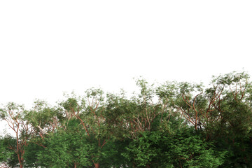 Foreset scenery with lawn cutout