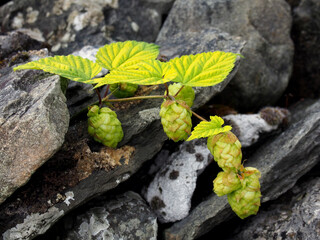 close up of bright green hop fruits growing against a stone wall