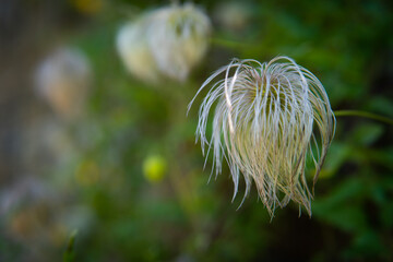 close up of grass