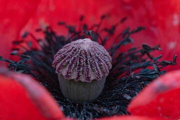 close up of poppy seeds