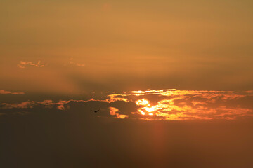 The beginning of the day with flying bird against the background of a golden dawn.