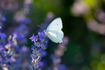 butterfly on a flower
