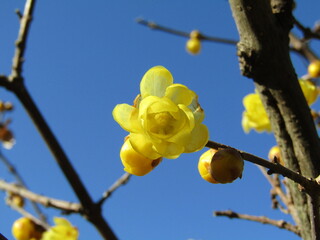早春に咲く蠟梅の花