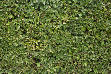 dry hedge herb texture