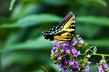 Fototapeta na wymiar Butterfly on Plant in the Garden