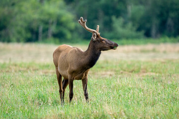 Male Elk Looking