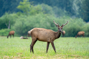 Naklejka na ściany i meble Male Elk Standing