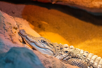 close up of an alligator