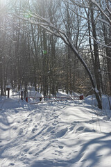Mont Singer Sentier Découvertes 22 Janvier 2022