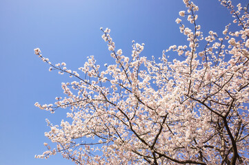 青空の中で満開の暖流桜	