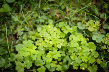 Texture from grass and tree bark. Greenery background. Green field with grass 