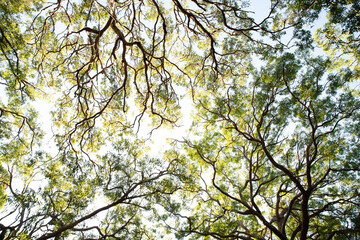 Canopy of the Tree Against Clear Sky. Treetop Canopy Background