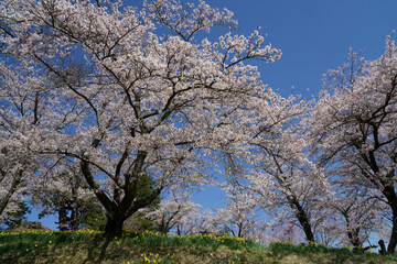 Obraz premium 春の青空を背景に山里の桜の花が満開