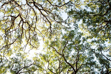 Canopy of the Tree Against Clear Sky. Treetop Canopy Background