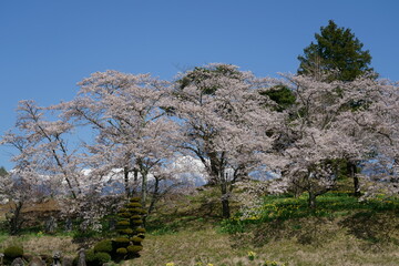 Fototapeta na wymiar 春の青空を背景に山里の桜の花が満開