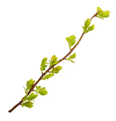 Young spring branch isolated on white. Spring mood. Green twig extracted on white background