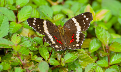 Banded Peacock