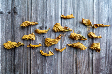 Wallpaper of autumn yellow dry leaves on the floor of wooden boards. Background for site.