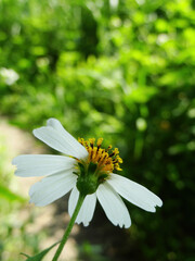 Fototapeta premium Close up shot of Bidens alba blossom