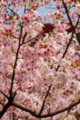 Close up shot of pink cherry tree blossom in Taiwan