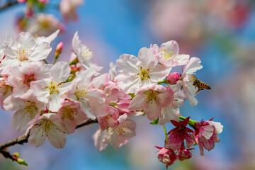 Close up shot of pink cherry tree blossom