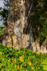 Close up shot of Pachystachys lutea blossom