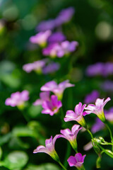 Close up shot of Oxalis articulata blossom