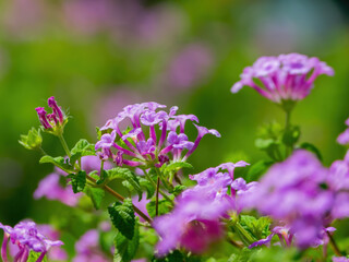 Close up shot of west indian lantana blossom