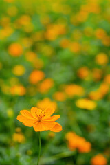 Obraz premium Close up shot of Cosmos sulphureus blossom