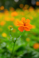 Close up shot of Cosmos sulphureus blossom