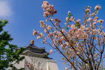 Close up shot of pink cherry tree blossom in National Chiang Kai-shek Memorial Hall