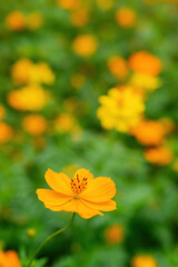 Close up shot of Cosmos sulphureus blossom