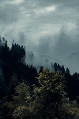 Mountain Pine Trees Lost in Moody Fog