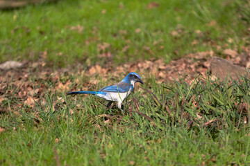 A California Scrub Jay with an Acorn in its mouth