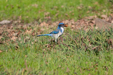 A California Scrub Jay with an Acorn in its mouth