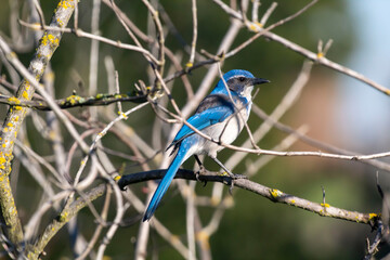A California Scrub Jay in a tree