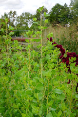 Vertical image of papalo (Porophyllum ruderale subsp. macrocephalum), an herb used in Mexican cooking, growing in a garden