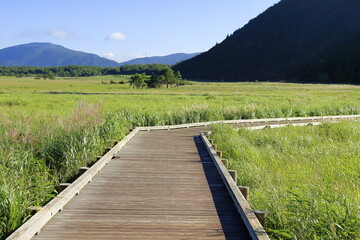 Fototapeta premium 湿原地の木道